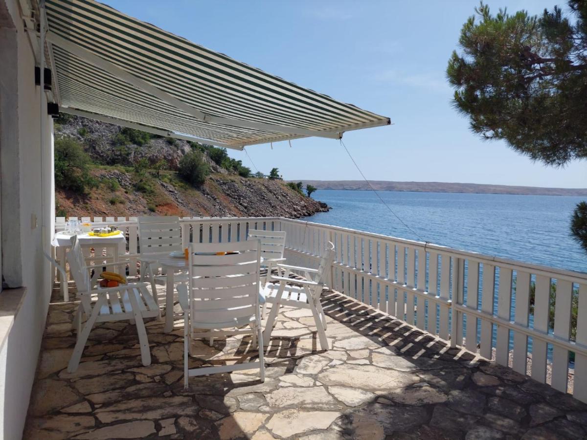 Galeb